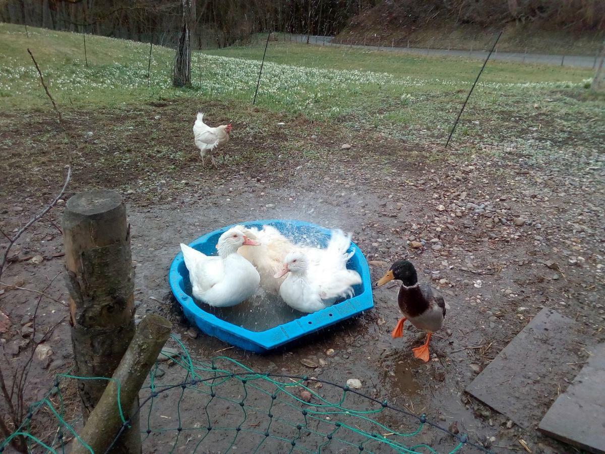Ferienwohnung Auf Dem Lechsberg Fuchstal 外观 照片
